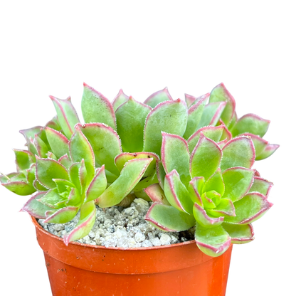 Aeonium 'Cornish Pixie'