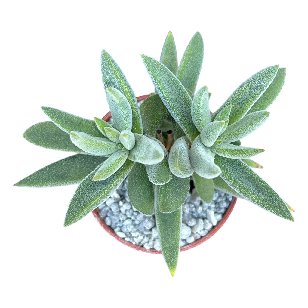 Crassula mesembryanthemoides