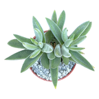 Crassula mesembryanthemoides