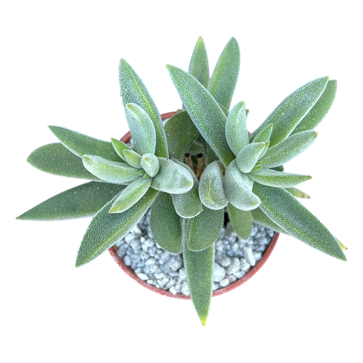 Crassula mesembryanthemoides