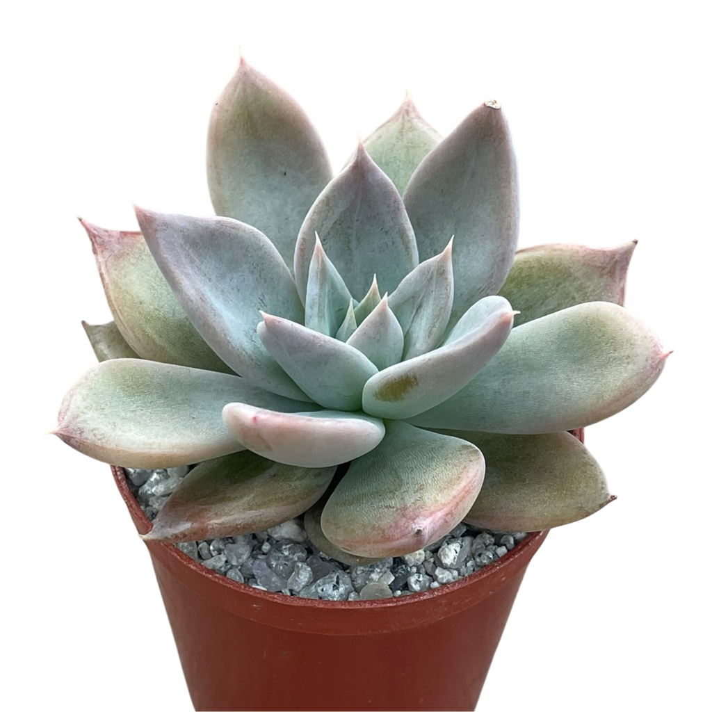 Echeveria 'Silver Queen'