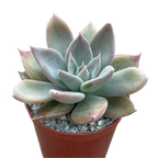 Echeveria 'Silver Queen'