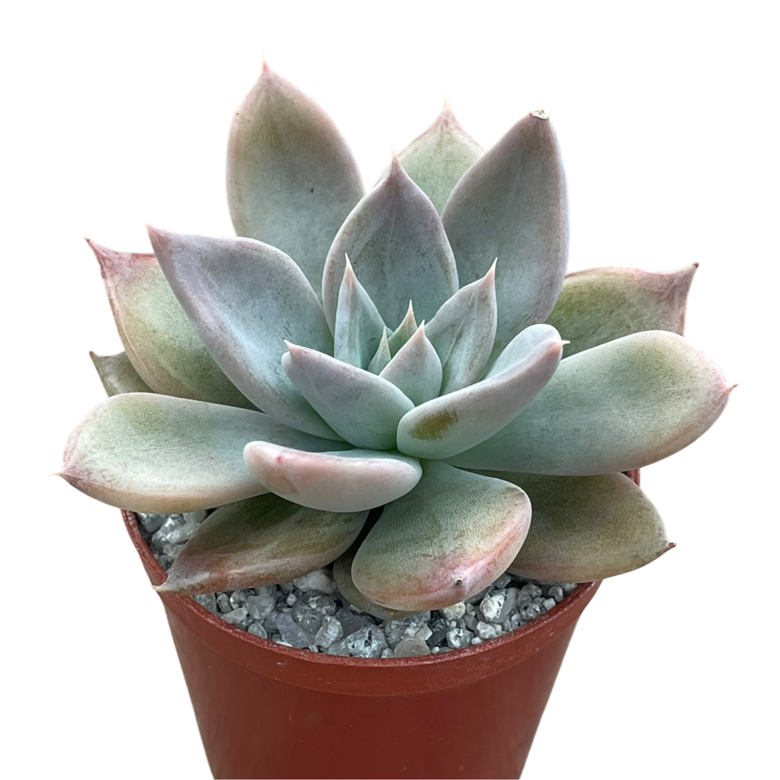 Echeveria 'Silver Queen'