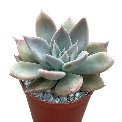 Echeveria 'Silver Queen'