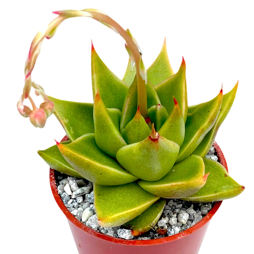 Echeveria purpusorum 'Green Leaf'
