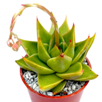 Echeveria purpusorum 'Green Leaf'