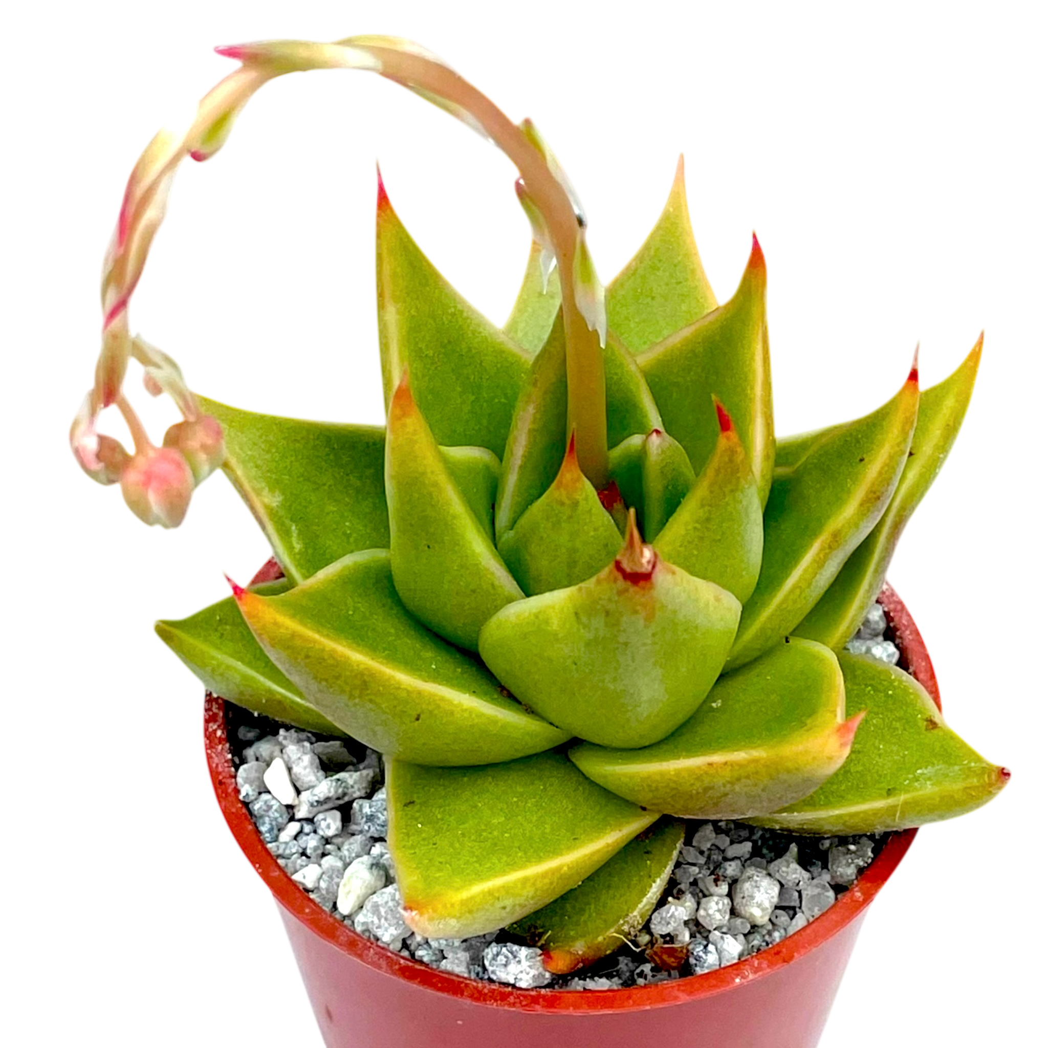 Echeveria purpusorum 'Green Leaf'