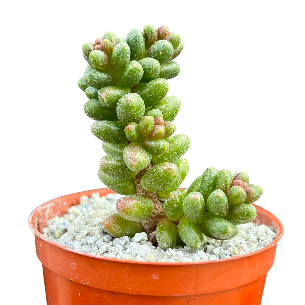 Sedum furfuraceum