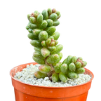 Sedum furfuraceum