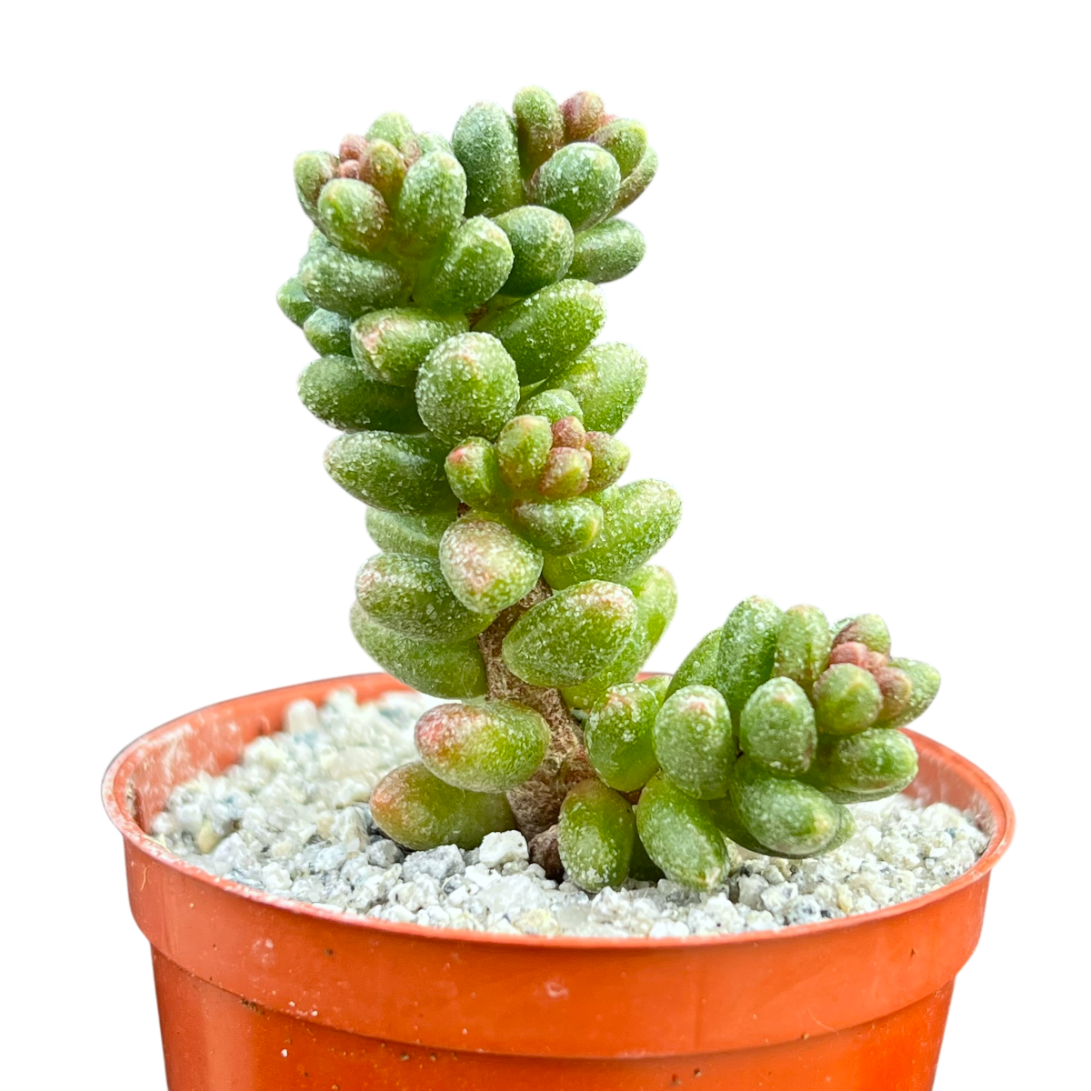 Sedum furfuraceum