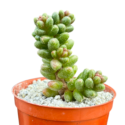 Sedum furfuraceum