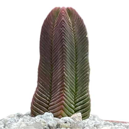 Crassula pyramidalis