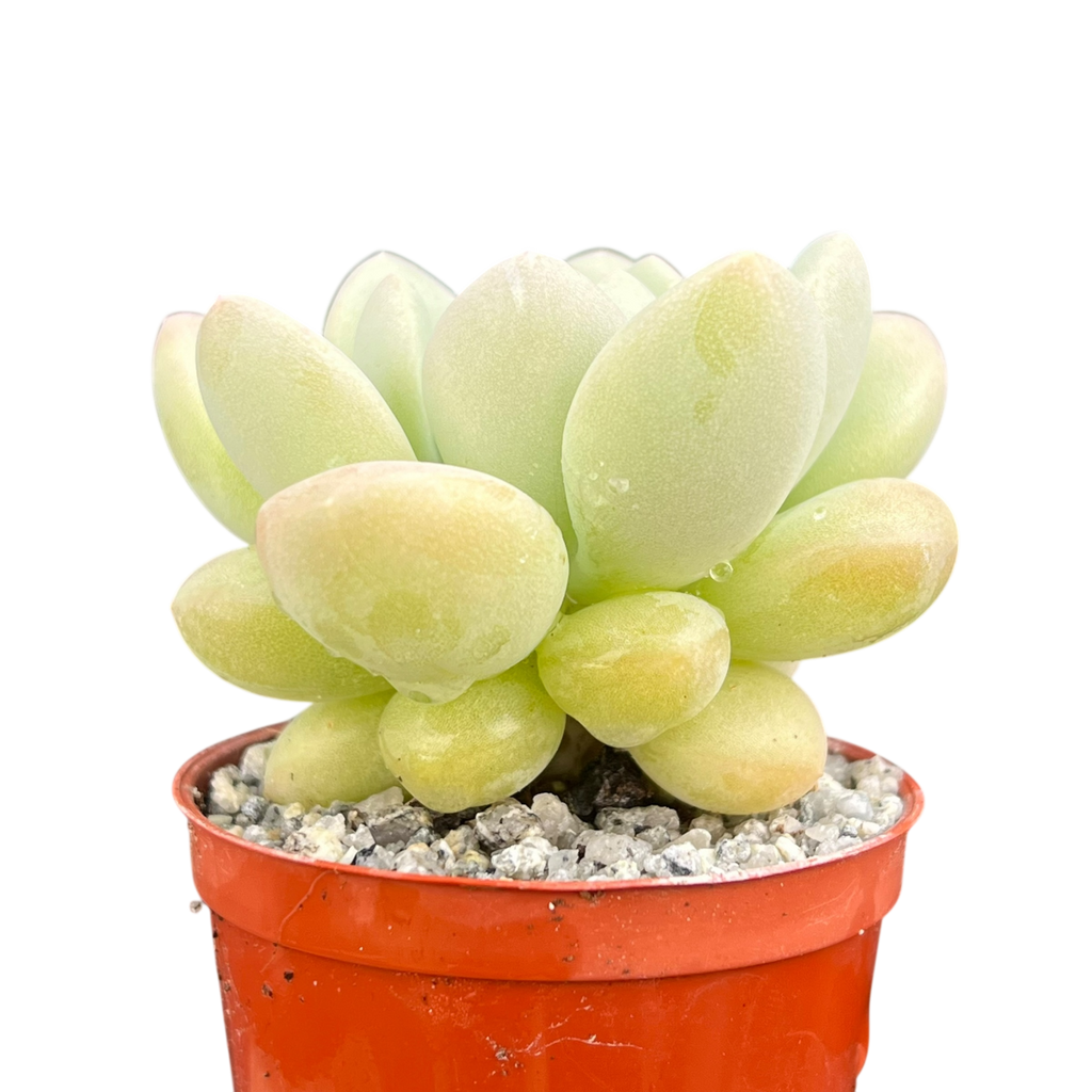 bubblegum plant succulent Pachyphytum 'Bubble Gum' – Surreal Succulents
