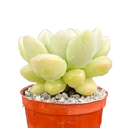 Pachyphytum 'Bubble Gum'