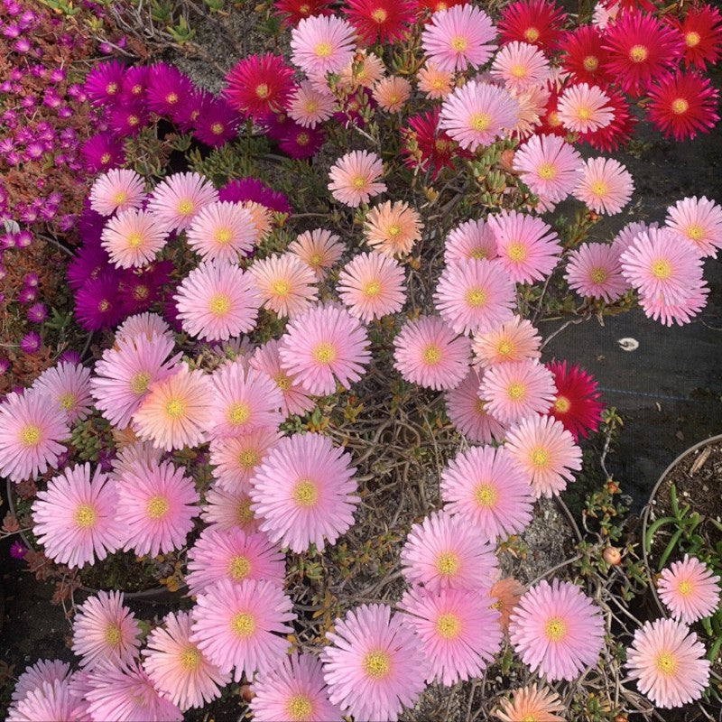 Delosperma | Ice Plant