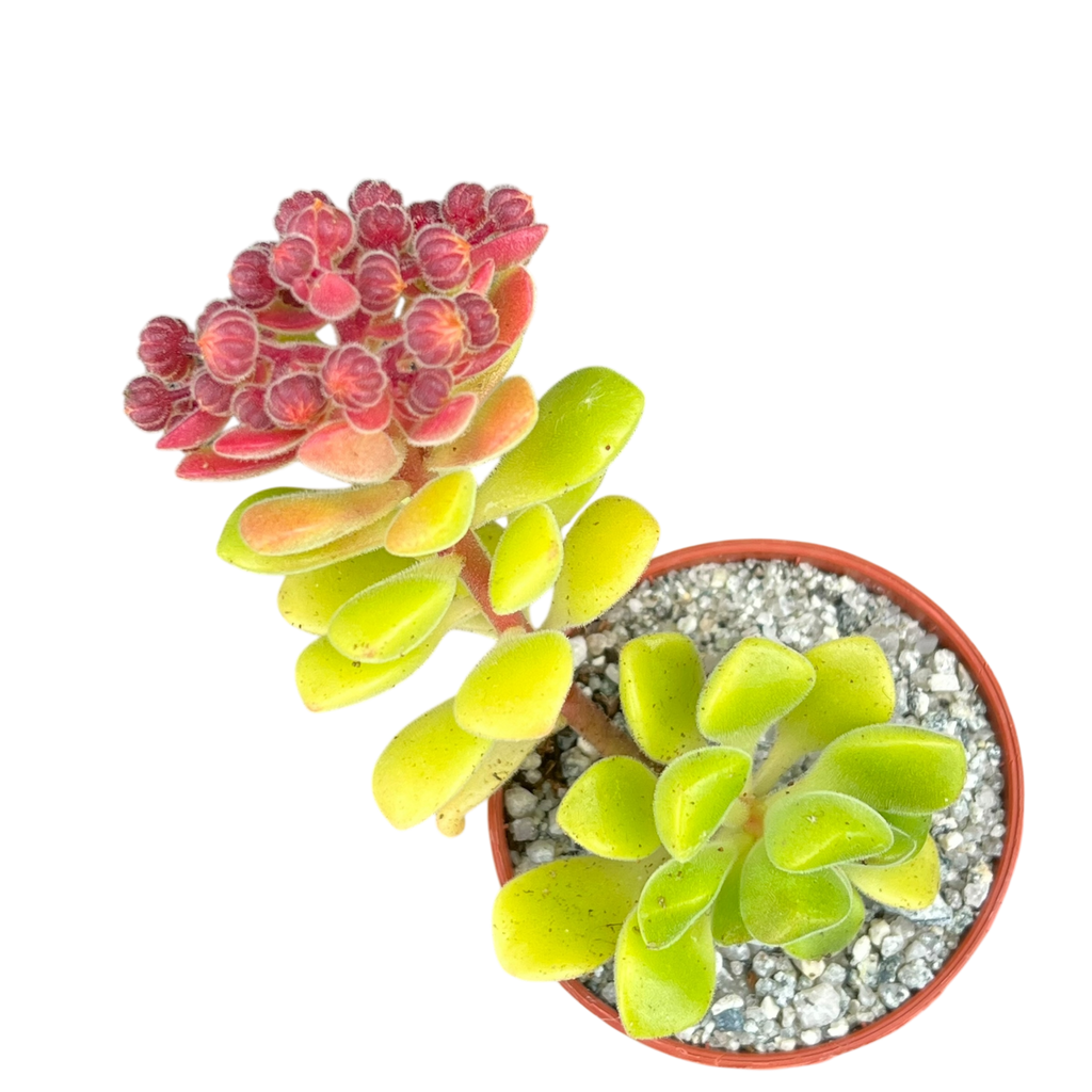 Aeonium lindleyi
