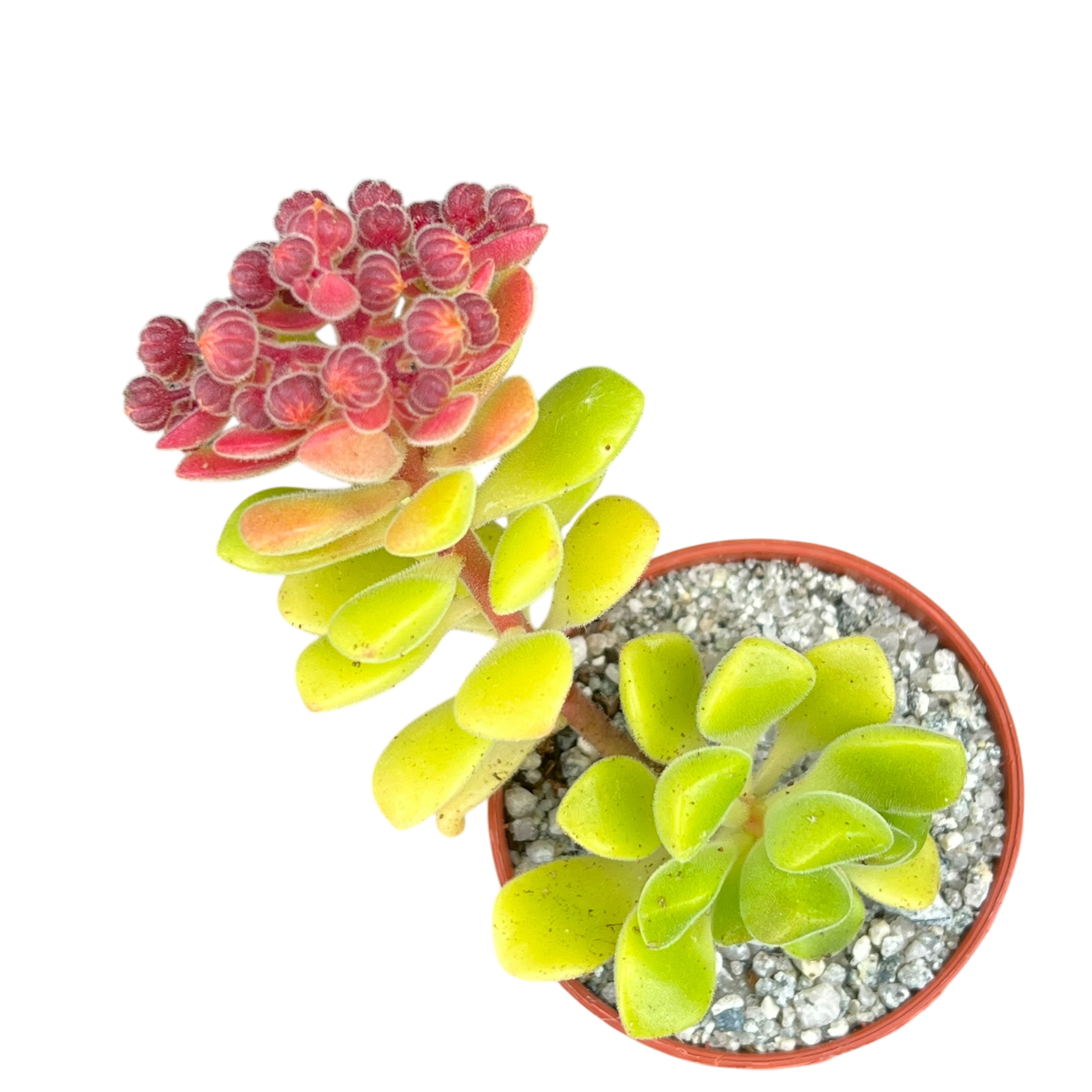 Aeonium lindleyi