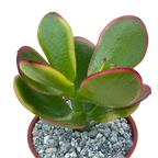 Crassula 'Hummel's Sunset'