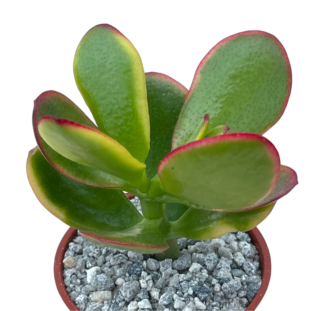 Crassula 'Hummel's Sunset'