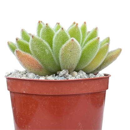Echeveria 'Set-Oliver'