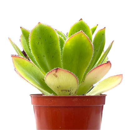 Aeonium 'Maximus'