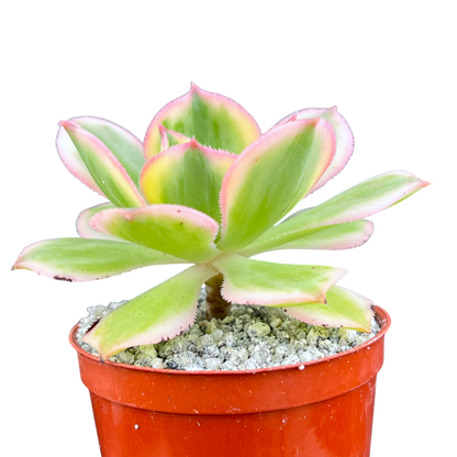 Aeonium 'Sunburst'