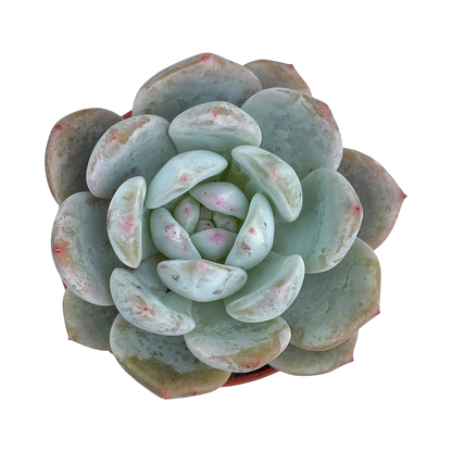 Echeveria 'Monroe'