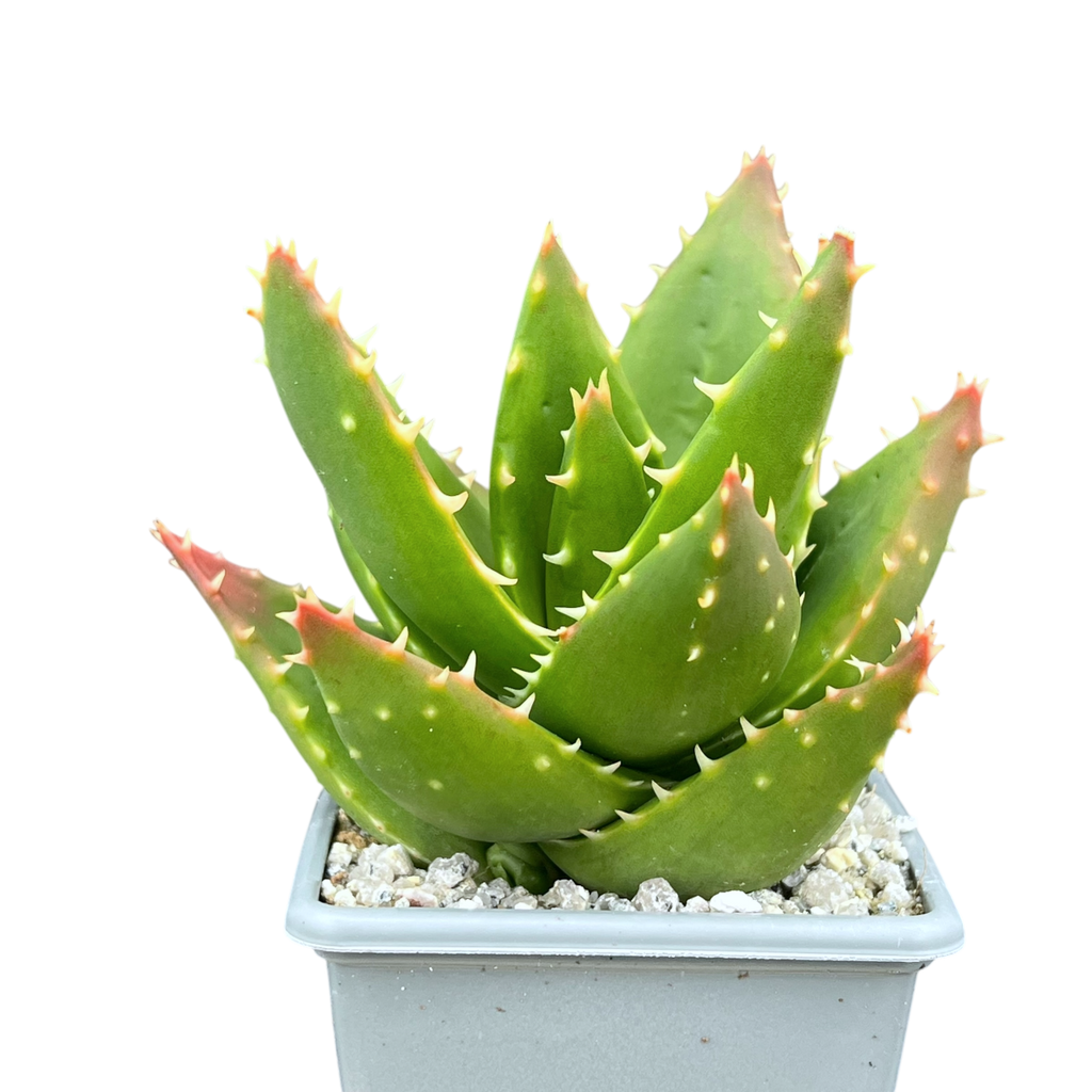 Aloe mitriformis