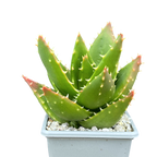 Aloe mitriformis
