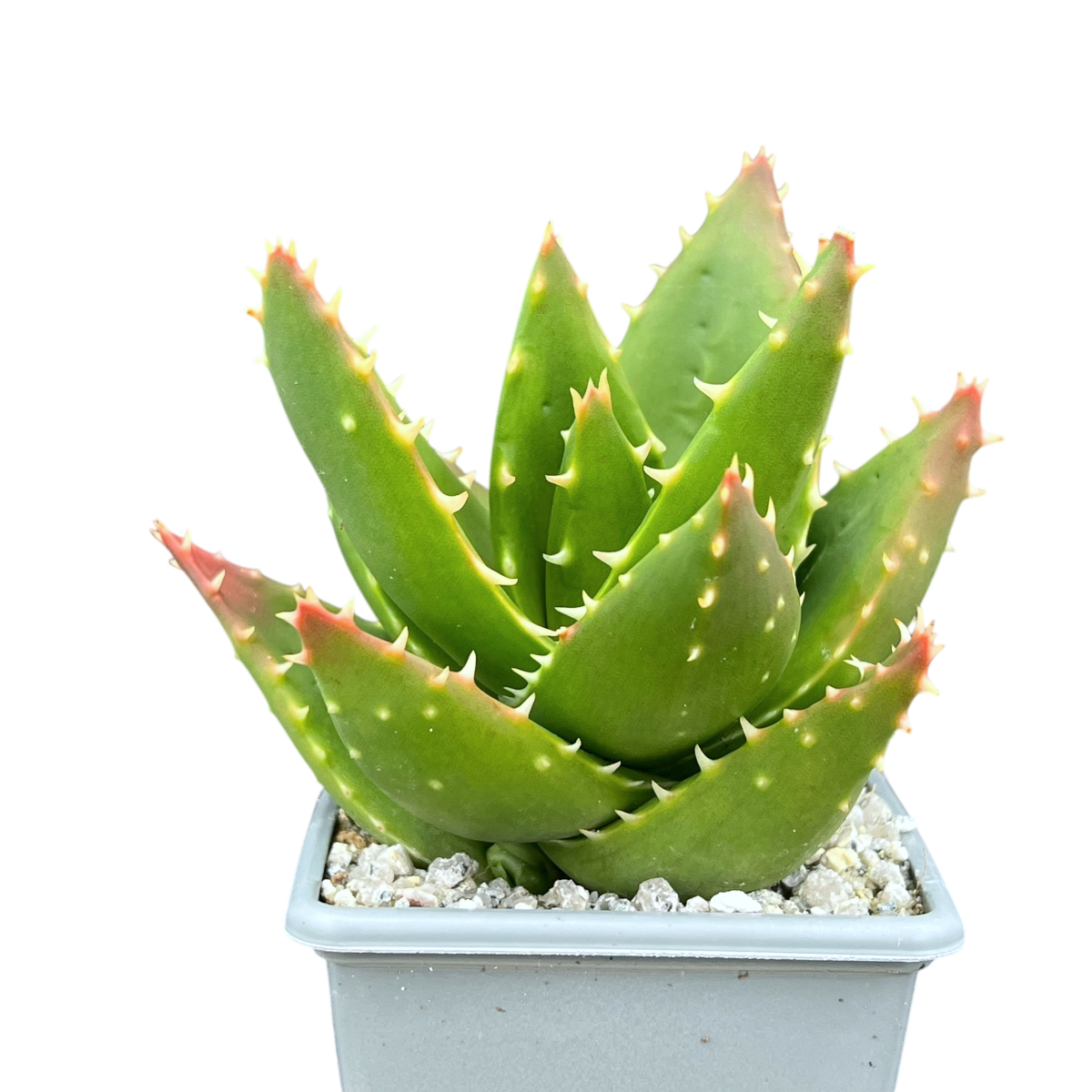 Aloe mitriformis