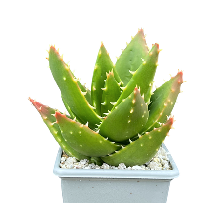 Aloe mitriformis