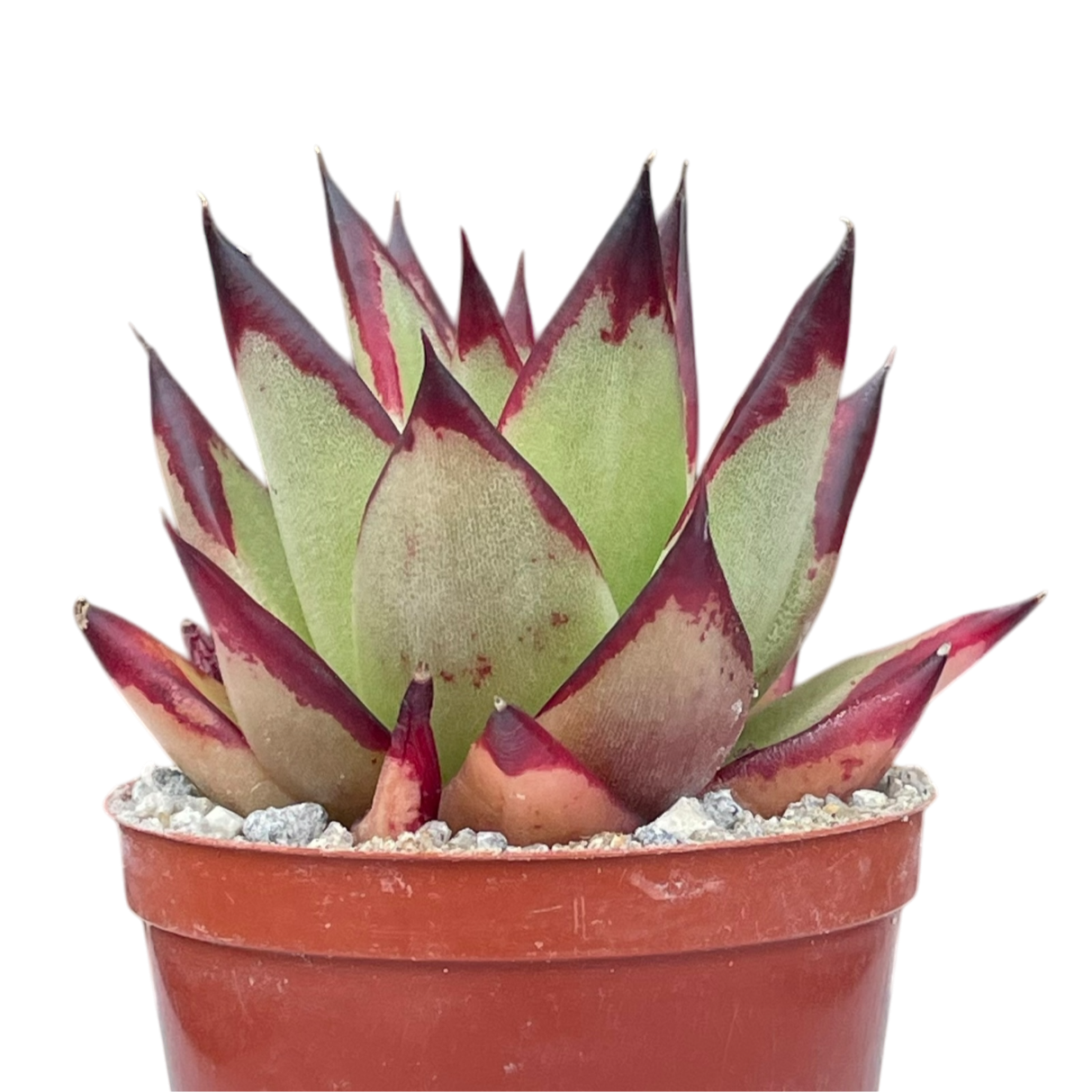 ebony succulent Echeveria agavoides 'Ebony' – Surreal Succulents