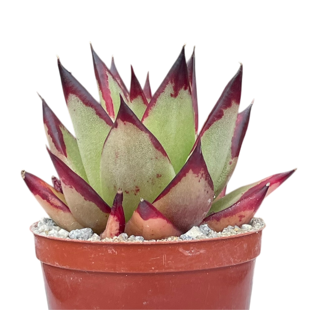 Echeveria agavoides 'Ebony'