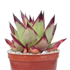 Echeveria agavoides 'Ebony'