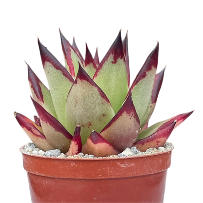 Echeveria agavoides 'Ebony'