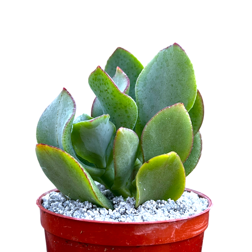 Crassula arborescens | Ripple Jade