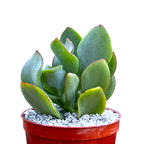 Crassula arborescens | Ripple Jade
