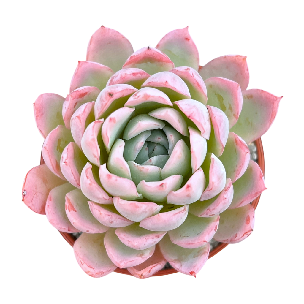 Echeveria 'Violet Queen'