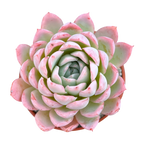 Echeveria 'Violet Queen'