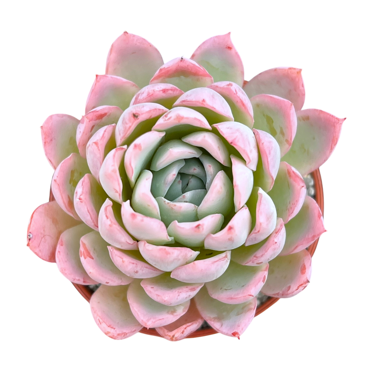 Echeveria 'Violet Queen'