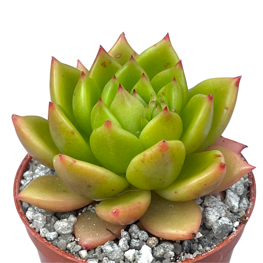 Echeveria agavoides 'Jade Galaxy'