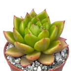 Echeveria agavoides 'Jade Galaxy'