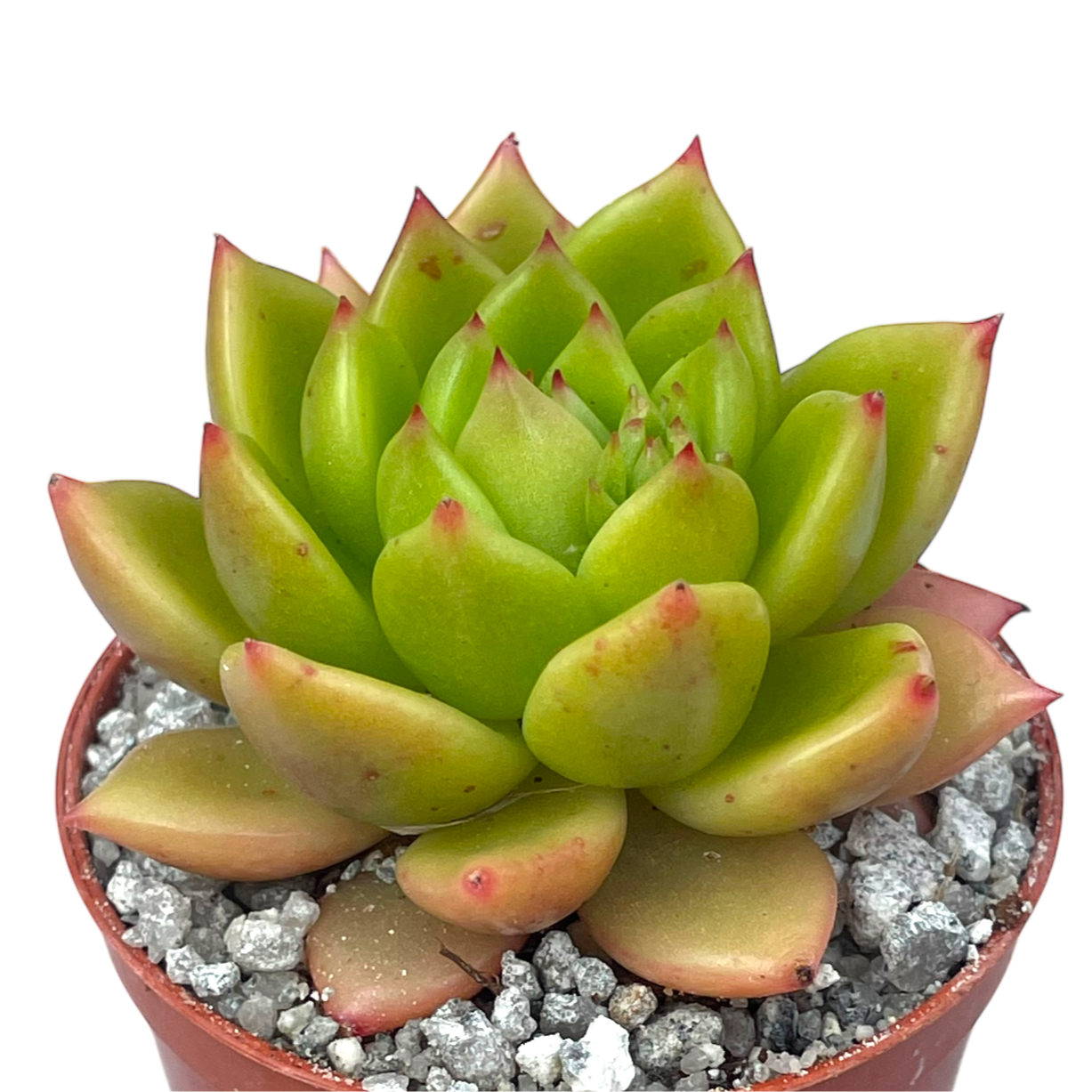 Echeveria agavoides 'Jade Galaxy'