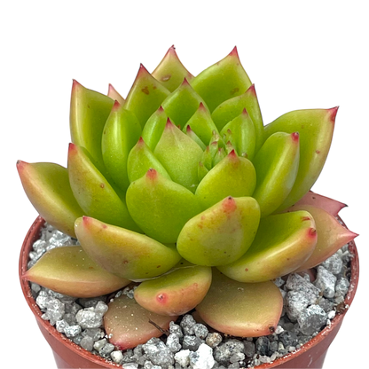 Echeveria agavoides 'Jade Galaxy'