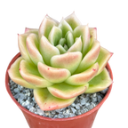 Echeveria 'Crystal Maze'