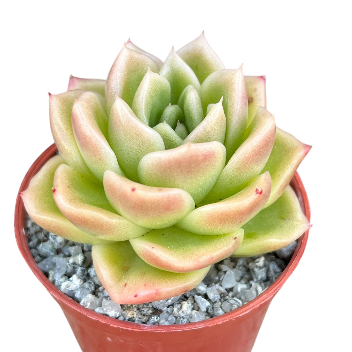Echeveria 'Crystal Maze'