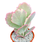 Kalanchoe fedtschenkoi variegata