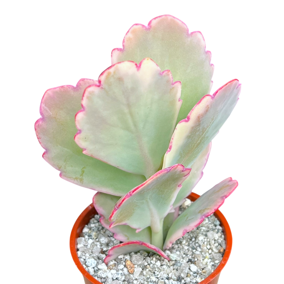 Kalanchoe fedtschenkoi variegata