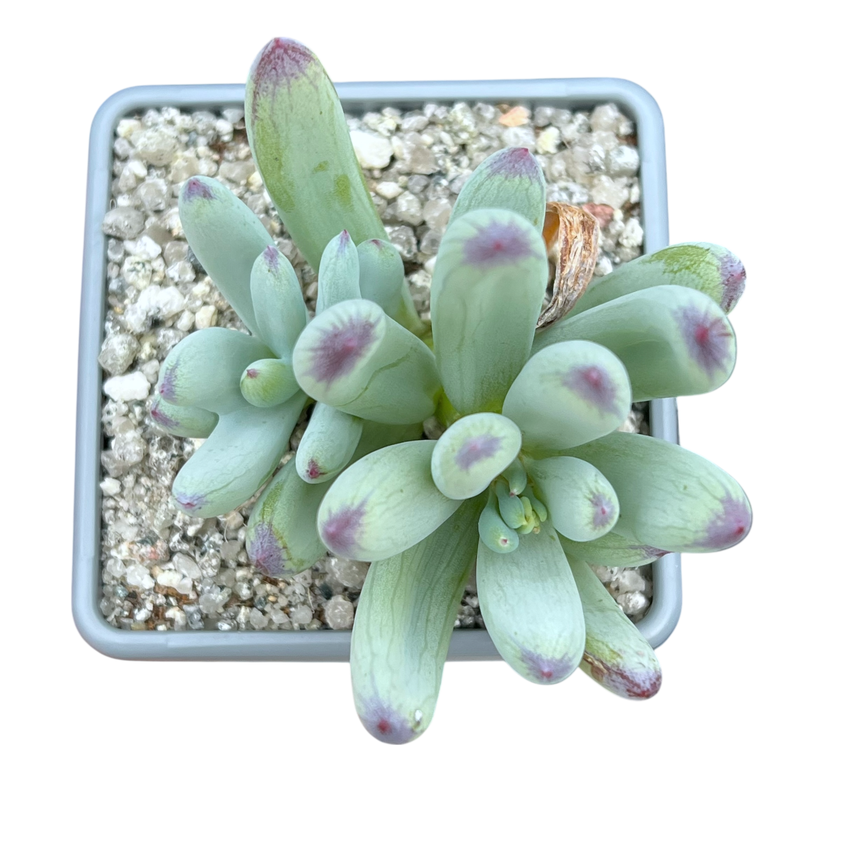 blue lady finger succulent Curio repens