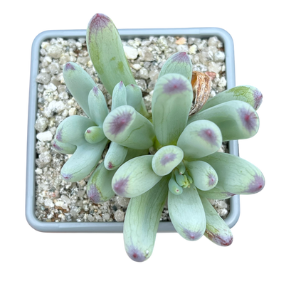 Curio repens